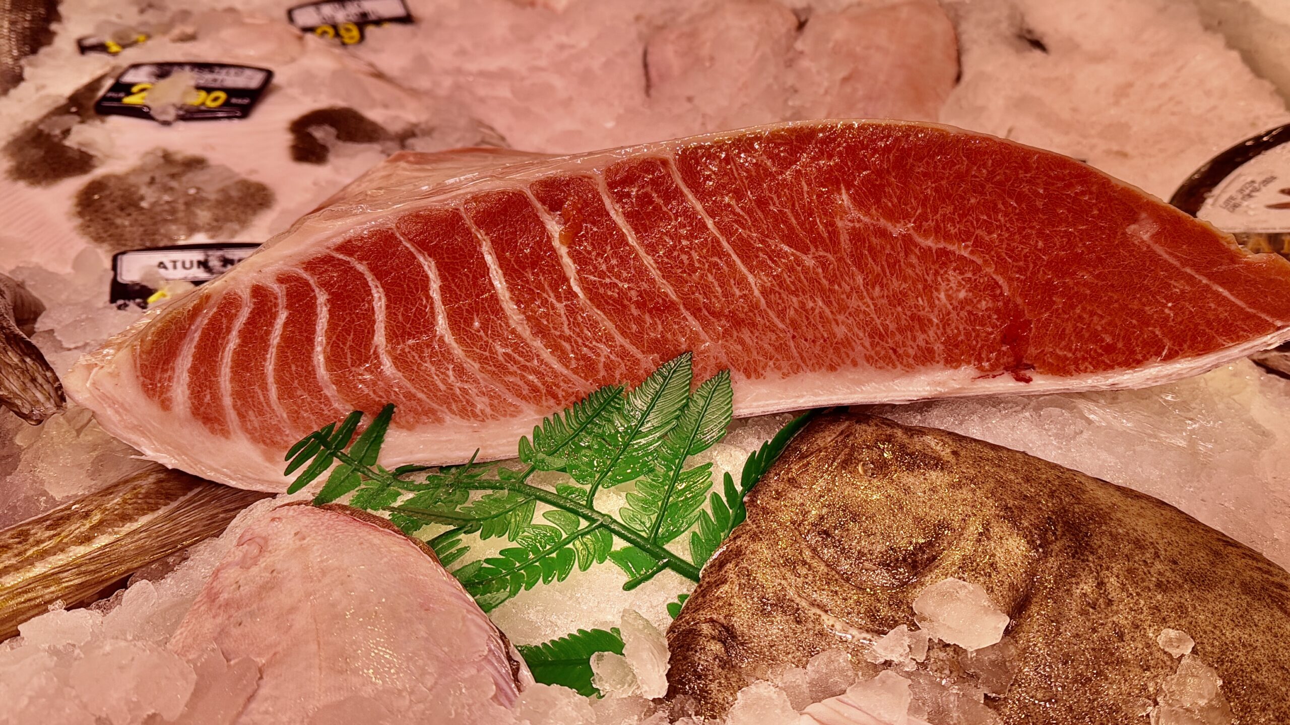 ventresca de atun rojo